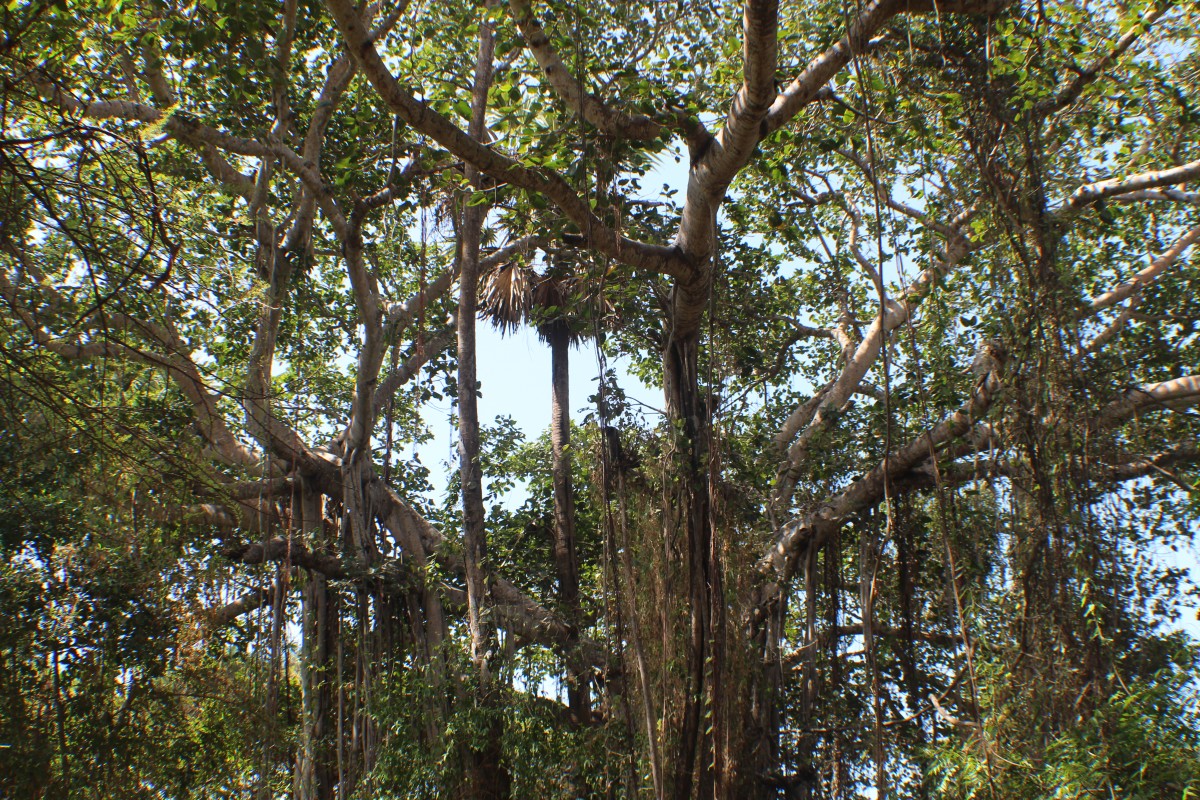 Ficus benghalensis L.